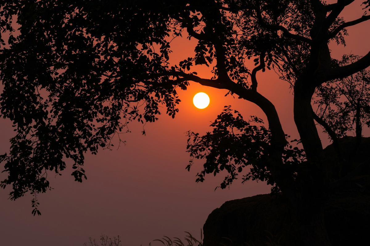 Sunset through silhouetted trees